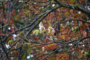 dsc_0008.jpg